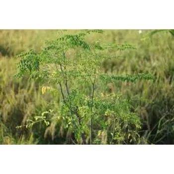 Immunity Moringa Leaves